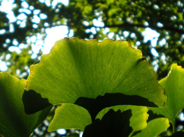 Visita guidata all''Orto Botanico di Bologna